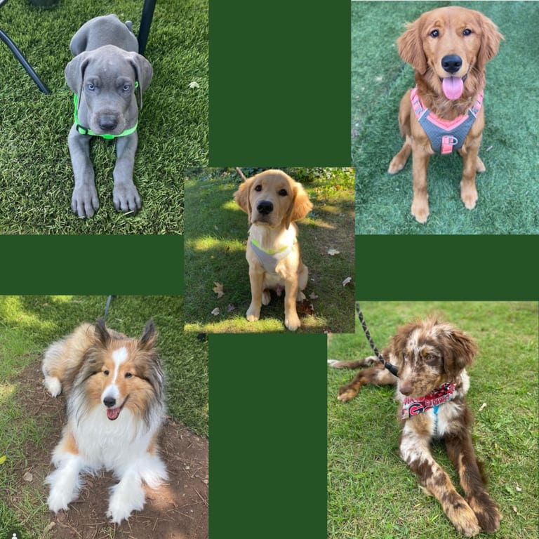GOOD Dogs